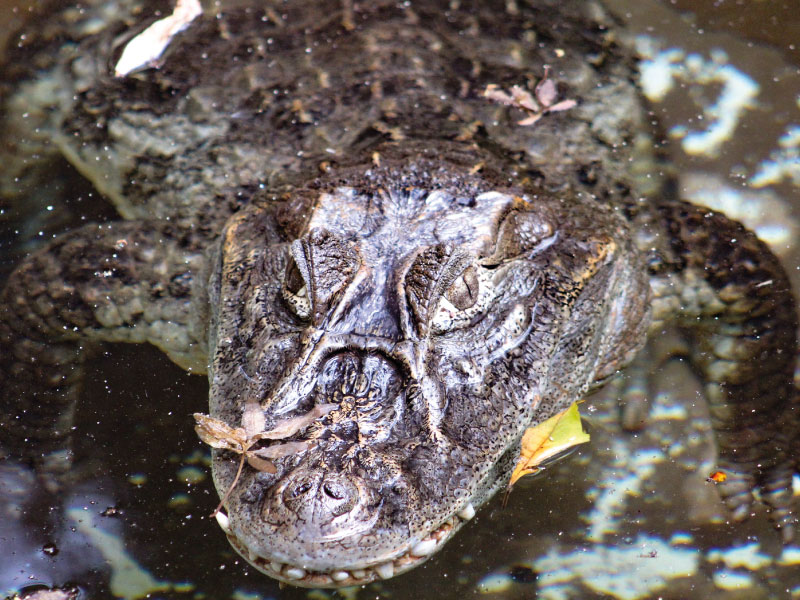 biocentro-iguazu